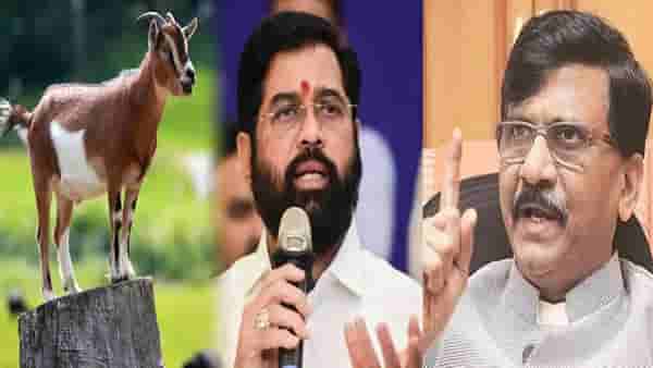 Sanjay Raut : ‘खबर पता चली क्या?’, संजय राऊतांकडून बकऱ्याचा फोटो ट्वीट अन् शिंदेंना डिवचलं, नेमके संकेत काय?