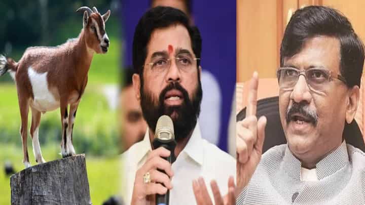 Sanjay Raut : 'खबर पता चली क्या?', संजय राऊतांकडून बकऱ्याचा फोटो ट्वीट अन् शिंदेंना डिवचलं, नेमके संकेत काय? Sanjay Raut : 'खबर पता चली क्या?', संजय राऊतांकडून बकऱ्याचा फोटो ट्वीट अन् शिंदेंना डिवचलं, नेमके संकेत काय?