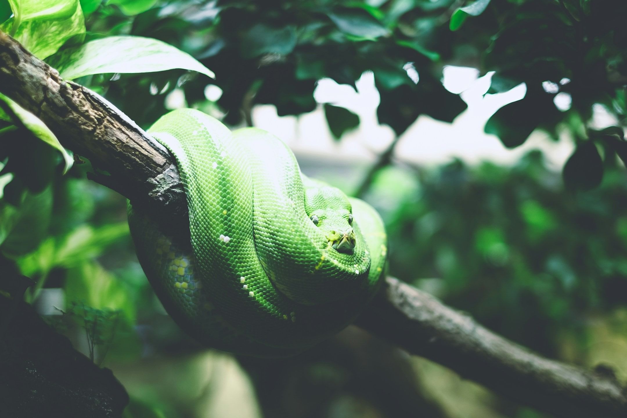 snak (6)