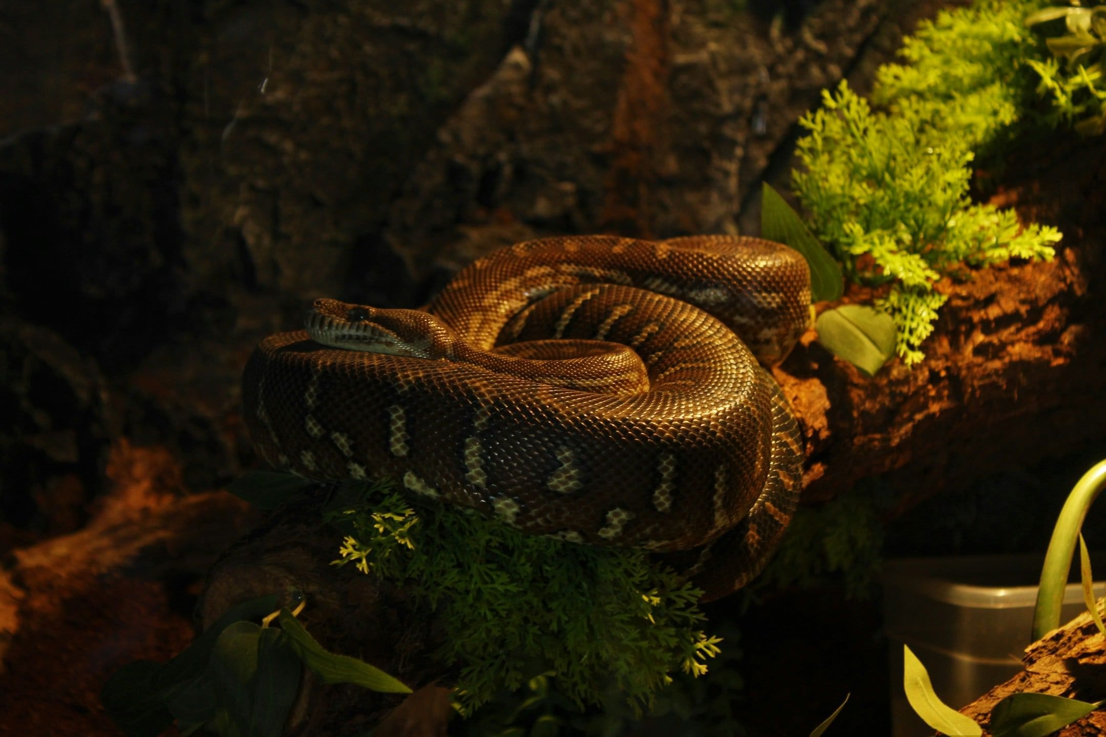 snak (7)