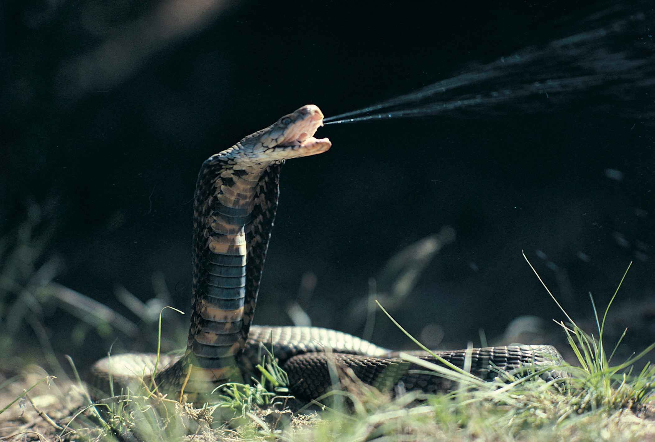 snake-2-1
