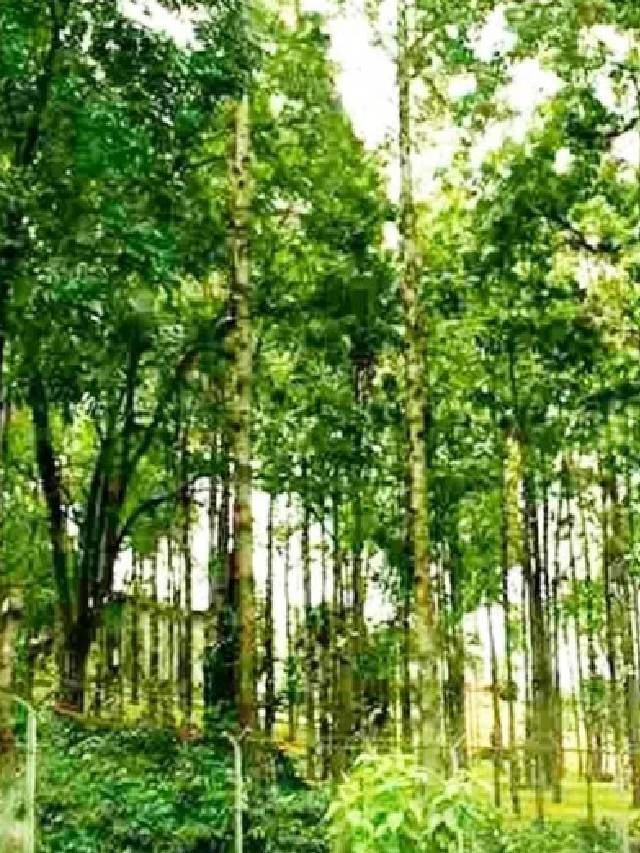 सर्वात महागड्या आणि सुवासिक अशा चंदनाच्या झाडाबद्दल तर तुम्ही ऐकलं असेलच.
