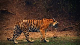 पाणी न वापरता कपडे स्वच्छ होतात? ड्राय क्लीनिंगची खरी प्रक्रिया समजून घ्या!