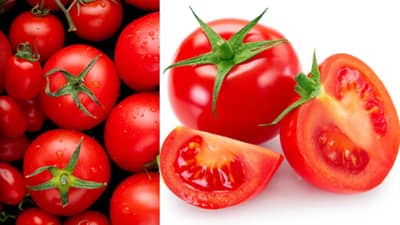 Tomato Side Effects: टोमॅटो खाण्यातचे दुष्परिणाम तुम्हाला माहिती आहे का?