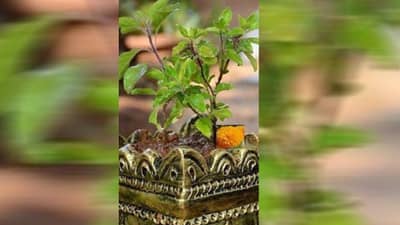 tulsi upay : तुळशीचा हा उपाय केल्यास घरात येईल पैसाच पैसा, एकदा नक्की ट्राय करा...