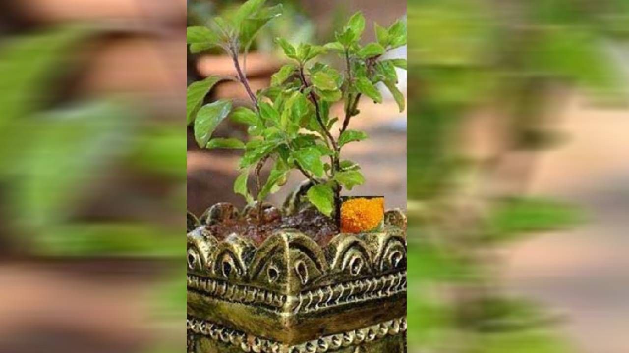 tulsi upay : तुळशीचा हा उपाय केल्यास घरात येईल पैसाच पैसा, एकदा नक्की ट्राय करा...