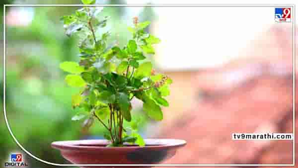 तुळशीचे महत्त्व काय, वैशाख महिन्यात लावल्यावर नेमकं काय होतं?