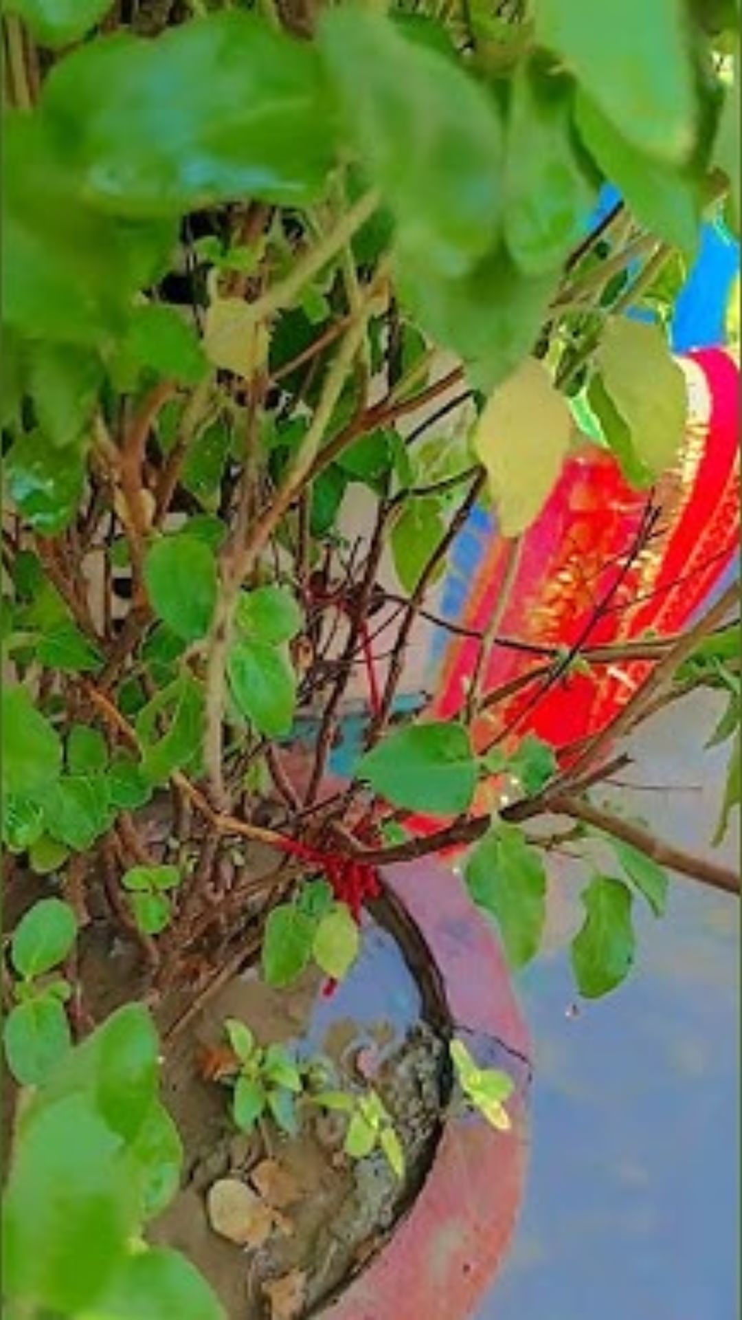 tulsi-plant (2)