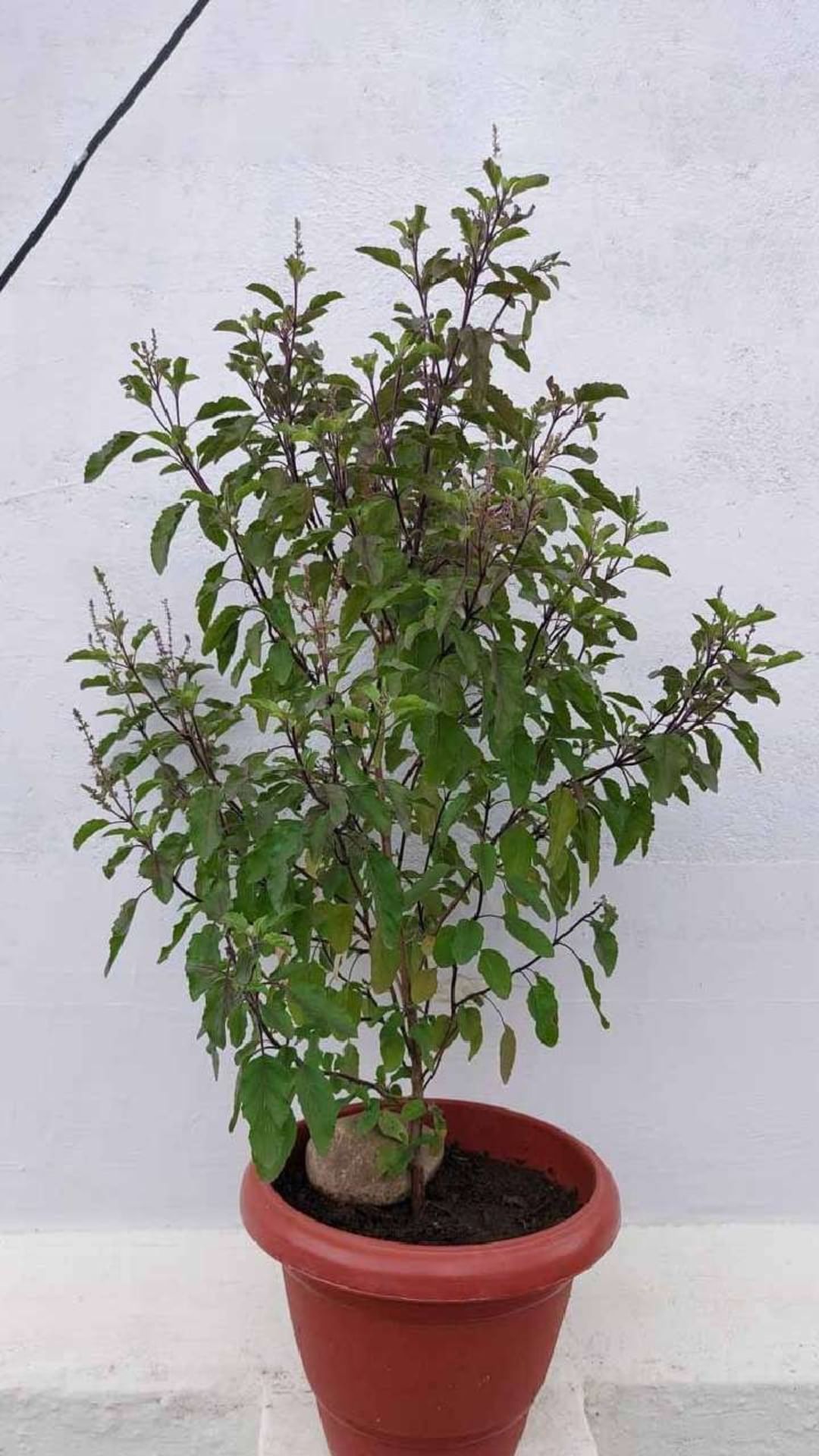 tulsi-plant (3)