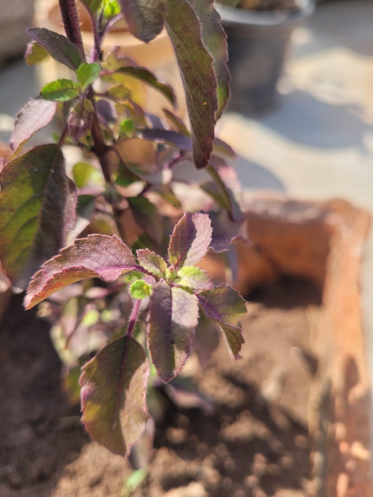 tulsi-plant (8)