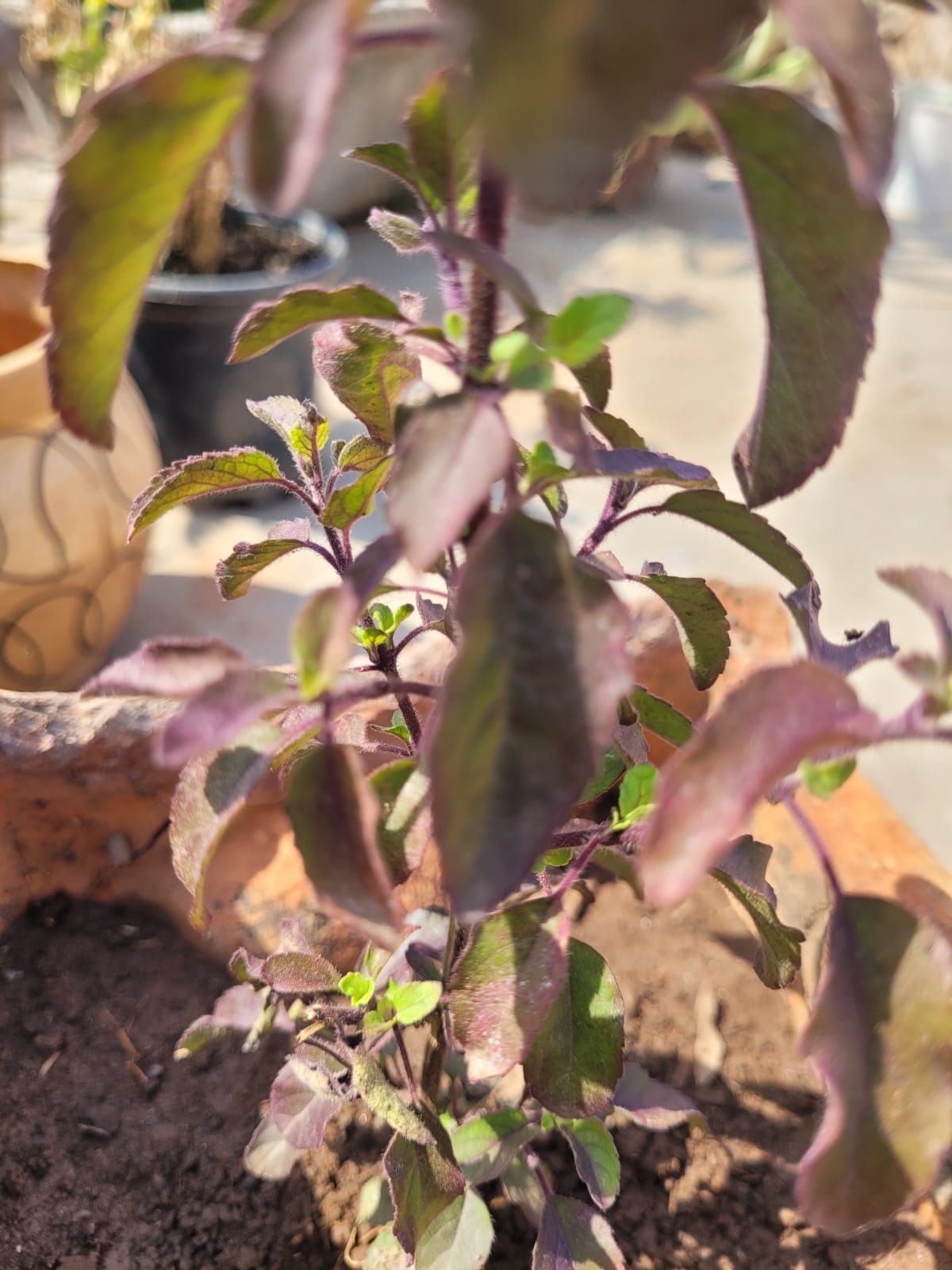 tulsi-plant (9)