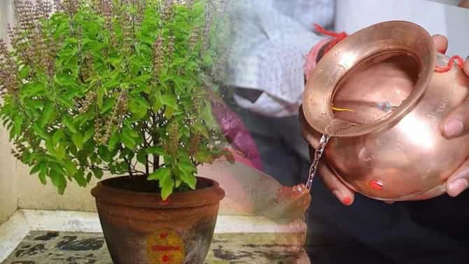 Tulsi Pooja : तुळशीची योग्य पद्धतीनं पूजा कशी करावी? घरात येईल सुख समृद्धी.....