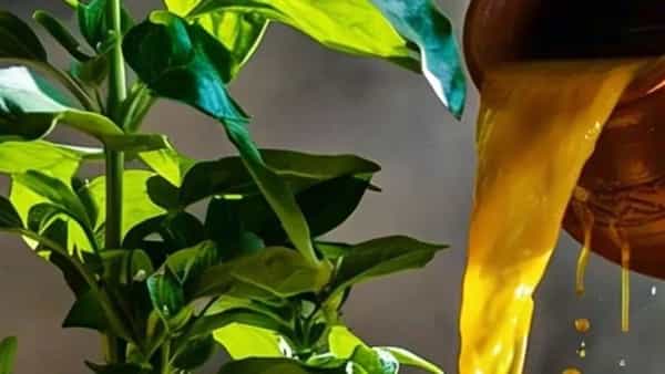 हळदीचा संबंध गुरु ग्रहाशी आहे, जो ज्ञान, समृद्धी आणि नशिबाचा कारक आहे. तुळशीला हळदीचे पाणी घालल्याने गुरु ग्रह बळकट होतो, ज्यामुळे शिक्षण, करिअर आणि नशिबात सकारात्मक बदल होतात.