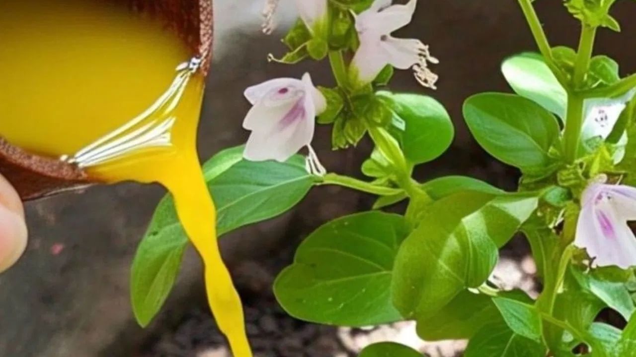 हळद तिच्या शुद्धीकरण गुणधर्मांसाठी ओळखली जाते. तुळशीमध्ये हळदीचे पाणी टाकल्याने घरातील नकारात्मक ऊर्जा निघून जाते आणि सकारात्मक वातावरण निर्माण होतं.