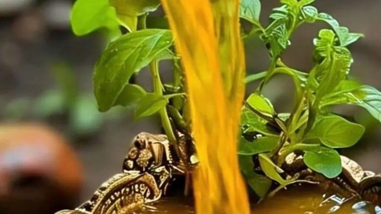 गुरुवार आणि शुक्रवारी तुळशीला हळदीचं पाणी अर्पण करणं विशेष फायदेशीर आहे. या उपायामुळे आर्थिक अडचणी दूर होण्यास आणि पैशाचा प्रवाह वाढण्यास मदत होतं.