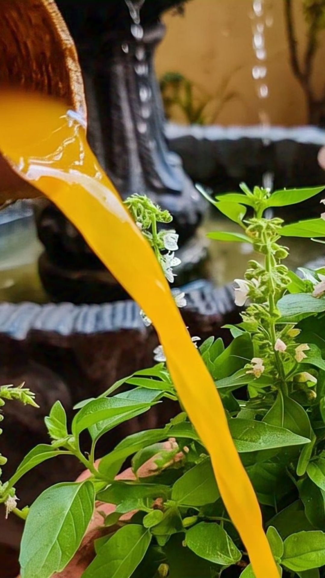 turmeric-water-on-tulsi-plant-benefits-4