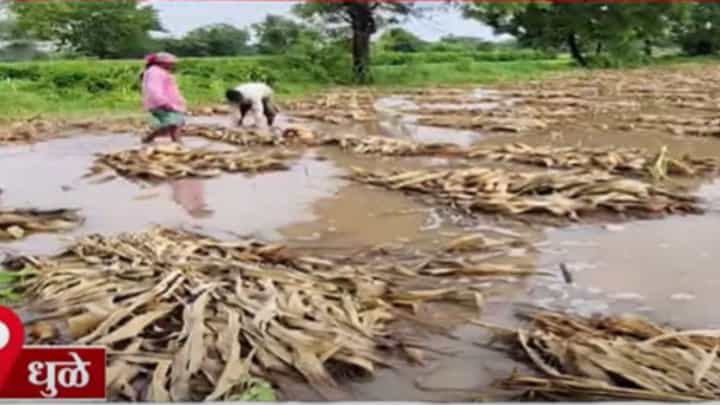 Unseasonal Rain : अवकाळीचा तडाखा; पिकं मातीमोल, शेतकरी हवालदिल Unseasonal Rain : अवकाळीचा तडाखा; पिकं मातीमोल, शेतकरी हवालदिल