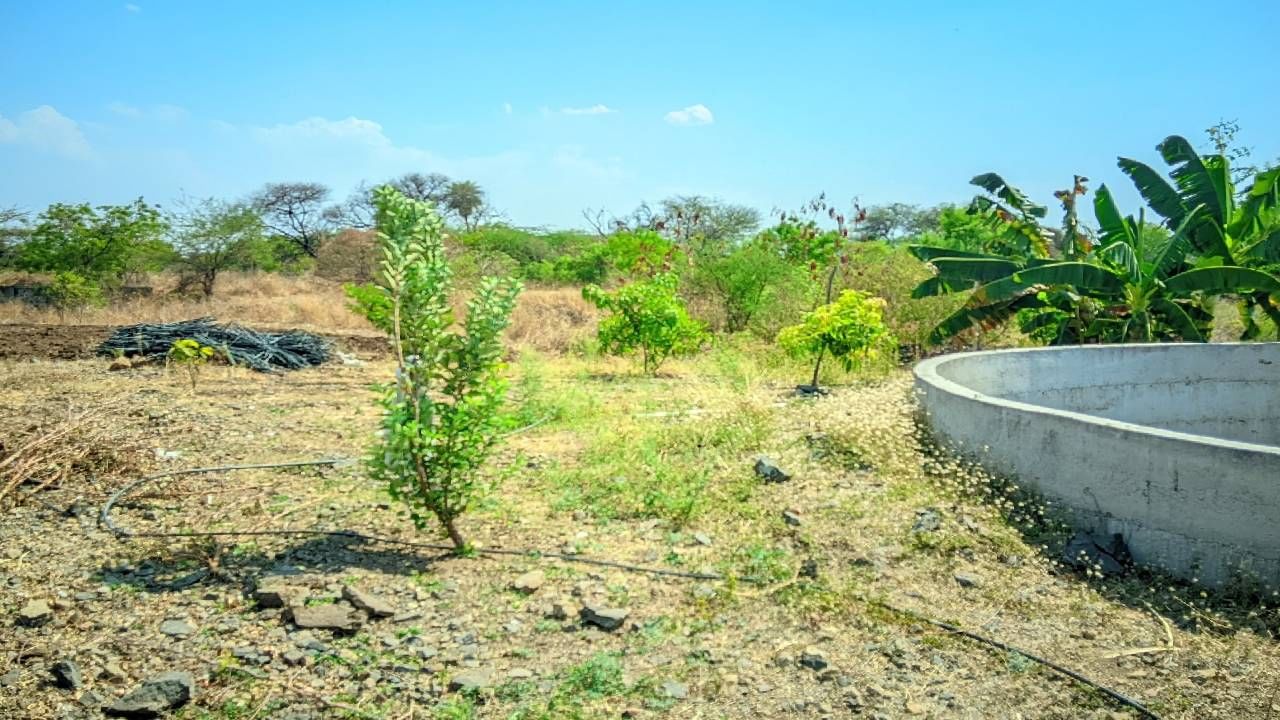हे पाणी त्यांच्या गुराढोरांसाठी त्याचबरोबर त्यांनी त्यांच्या शेतामध्ये वीस गुंठ्यामध्ये आंब्याच्या लावलेल्या झाडांसाठी साठवलेलं होतं.