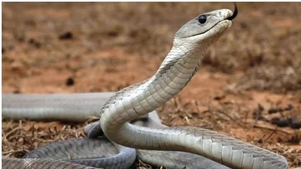 घरात स्वच्छता ठेवली, घरात कचरा आणि अडचण नसेल तर साप घरामध्ये फिरकत नाहीत, मात्र अस्वच्छता असेल तर घरामध्ये साप प्रवेश करू शकतात.