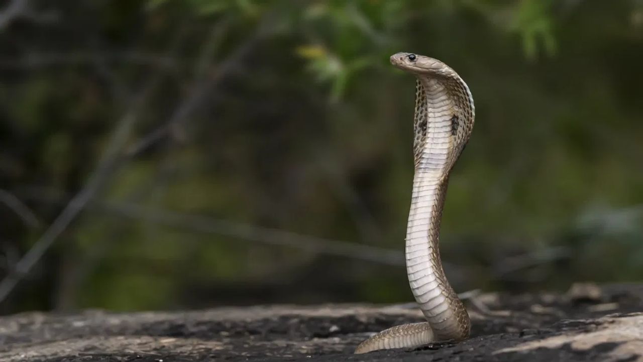 सापांच्या प्रजातीमध्ये अजगरांचं आयुष्य सर्वात जास्त असतं, एक अजगर सरासरी 40 वर्षांपर्यंत जगू शकतं, इतर सापांचं आयुष्य कमी असतं.
