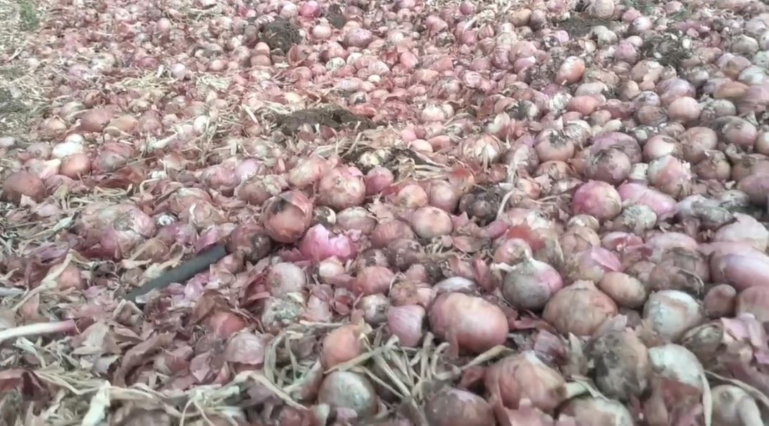 गेल्या आठ दिवसांपासून सतत अवकाळी पाऊस सुरु असल्याने बीडमधील शेतकऱ्याचे कांदे शेतातच सडले आहेत. यामुळे कांदे फेकून द्यावे लागले आहे. शेतमाल बाजारात नेण्यापूर्वीच अस्मानी संकटाने शेतकऱ्यांचे नुकसान झाले आहे.