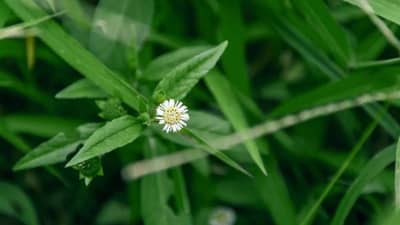 Bhringraj for Hair: उन्हाळ्यात केसांवर भृंगराज या पद्धतीनं वापरल्यास केस राहातील निरोगी...