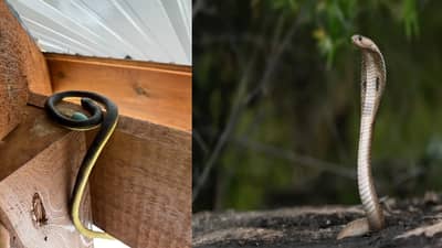 साप घराजवळही फिरकणार नाहीत, फक्त हा घरगुती उपाय नक्की करा