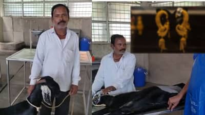 दोन शेळ्यांनी गिळले सोन्याचे दागिने, त्यानंतर मालकाने जे केलं.. ऐकून व्हाल चकीत