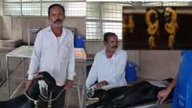 दोन शेळ्यांनी गिळले सोन्याचे दागिने, त्यानंतर मालकाने जे केलं.. दोन शेळ्यांनी गिळले सोन्याचे दागिने, त्यानंतर मालकाने जे केलं..