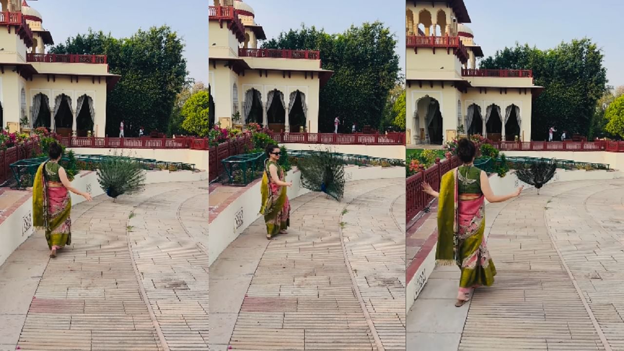 मोरासोबत पाकिस्तानी गाण्यावर थिरकली कंगना राणौत; युजर्सने ट्रोल करत म्हटलं 'देशद्रोही'