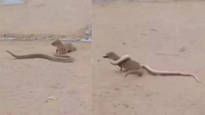 सापाला पाहताच मुंगूस चवताळला, शेवटी काय झालं? दोघांच्या लढाईचा व्हिडीओ एकदा पाहाच