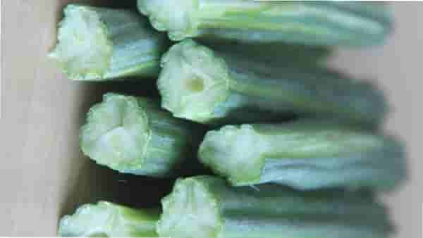 Super Food : जगातील सर्वात ताकदवान भाजी, गुडघेदुखीवर रामबाण उपाय...