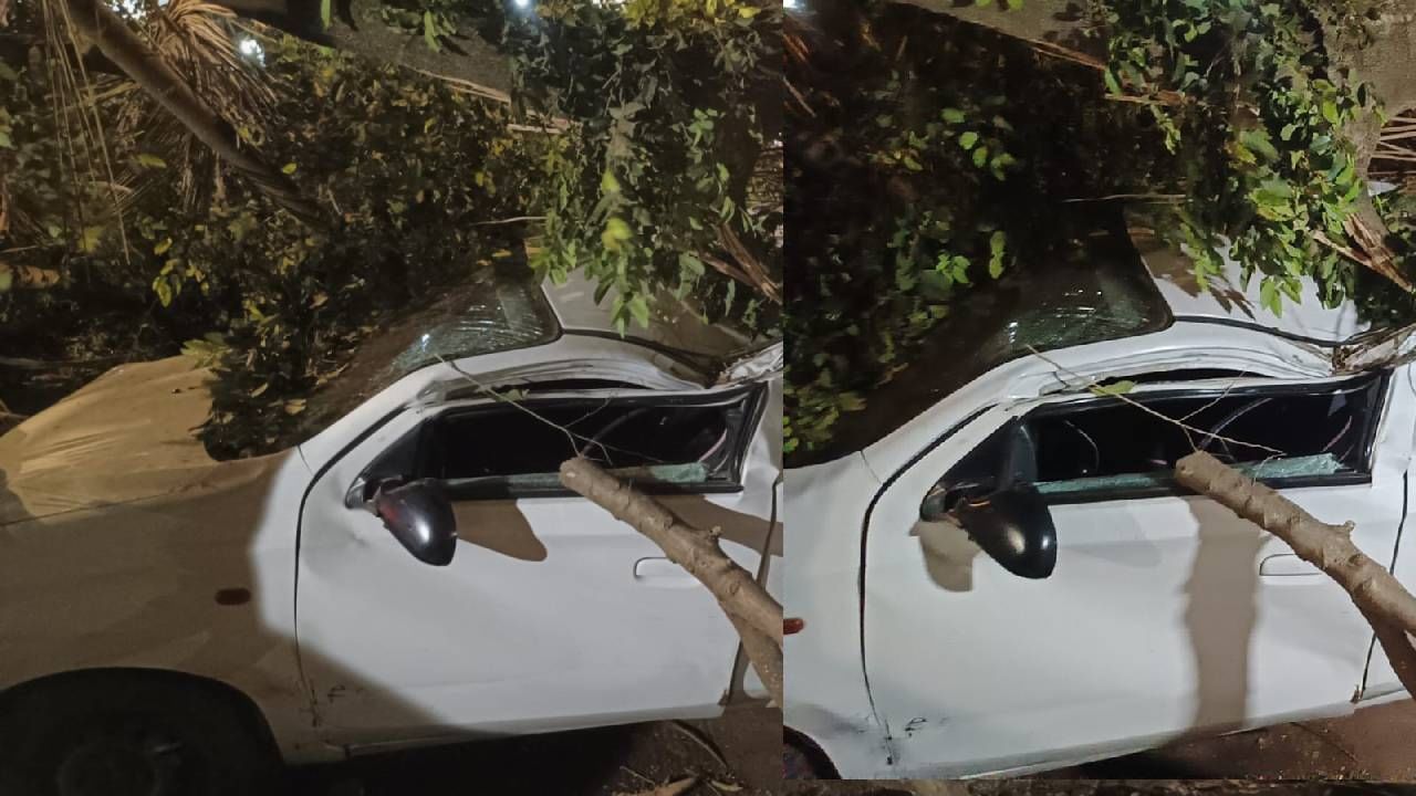 हे झाड कोसळून थेट दोन कारवर पडले. या दुर्घटनेत दोन्ही कारचे मोठ्या प्रमाणात नुकसान झाले.