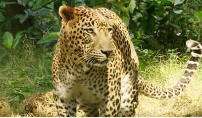 बिबट्याचं कुटुंब रंगलंय संजय गांधी उद्यानात, नवीन सर्वेक्षणात 54 बिबटे आढळले