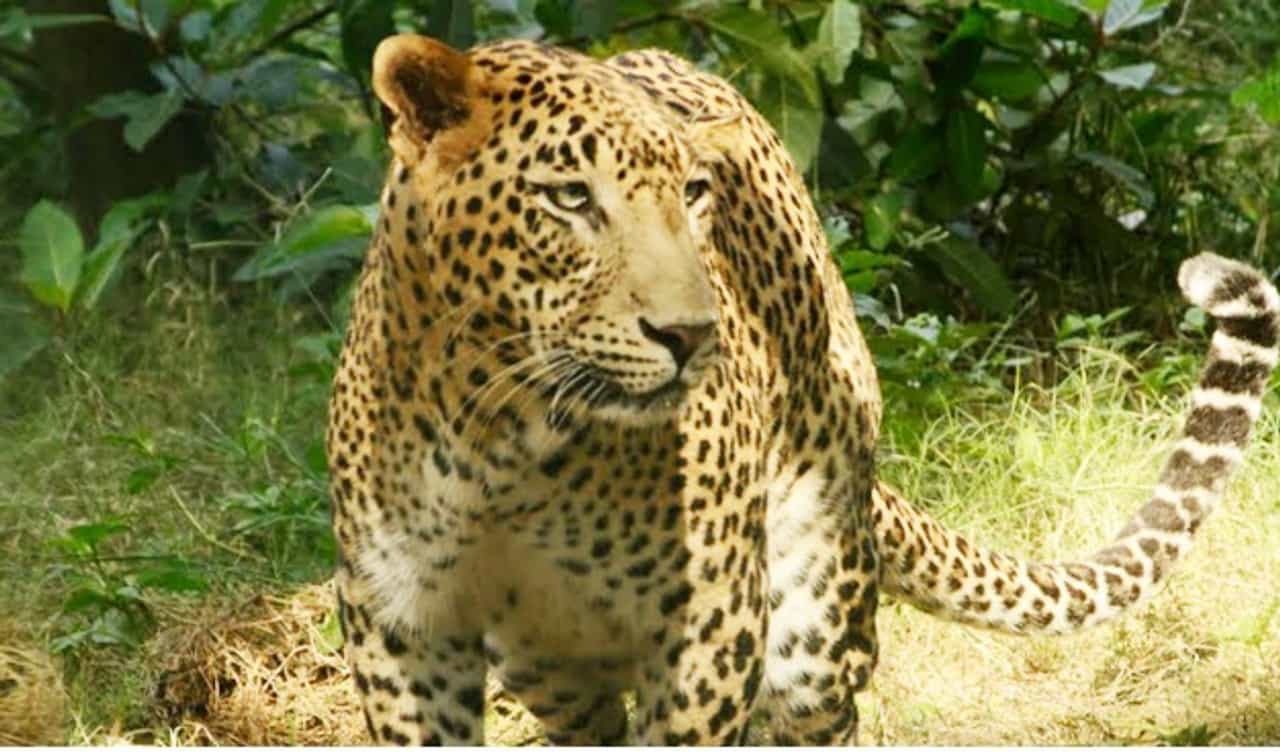 बिबट्याचं कुटुंब रंगलंय संजय गांधी उद्यानात, नवीन सर्वेक्षणात 54 बिबटे आढळले