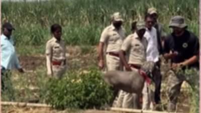 Pune News : बिबट्याने 11 महिन्यांच्या चिमूकल्याला उचलून नेलं, 18 तासांनंतर सापडला मृतदेह