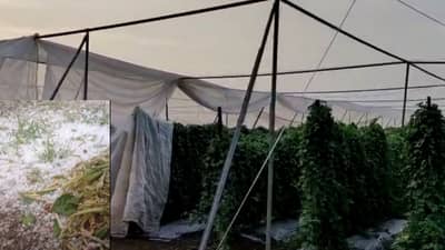 महाराष्ट्रात वादळी वाऱ्यासह गारपीट, आंबा-केळी-द्राक्ष बागांचे नुकसान, वीज कोसळल्याने दोघांचा मृत्यू