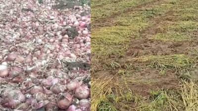 राज्यात अनेक ठिकाणी पावसाचा जोर, महाराष्ट्रात पुढील दोन दिवस जोरदार पाऊस कोसळणार, मे महिन्यात का पडत आहे पाऊस?