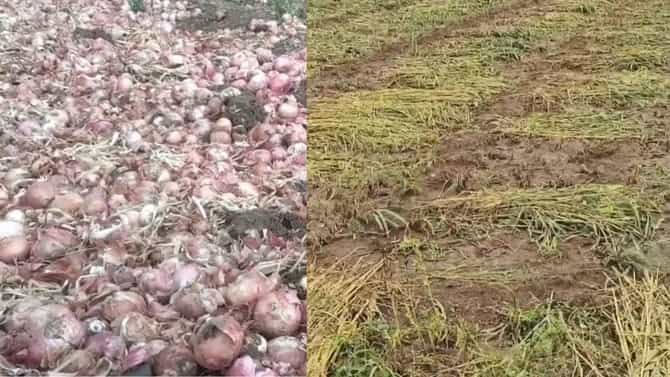 राज्यात अनेक ठिकाणी पावसाचा जोर, महाराष्ट्रात पुढील दोन दिवस जोरदार पाऊस कोसळणार, मे महिन्यात का पडत आहे पाऊस?