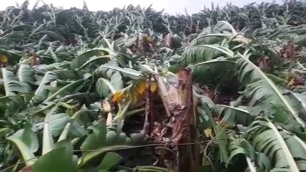 अहिल्यानगरमधील संगमनेर तालुक्यात अवकाळी पावसाने शेतकऱ्यांचे मोठे नुकसान झाले आहे. डाळिंब बागांना मोठा फटका बसला आहे. तर अकोले येथील अनेक भागात फळबागा, भाजीपाला आणि चारा पिकांचे नुकसान झाले आहे.