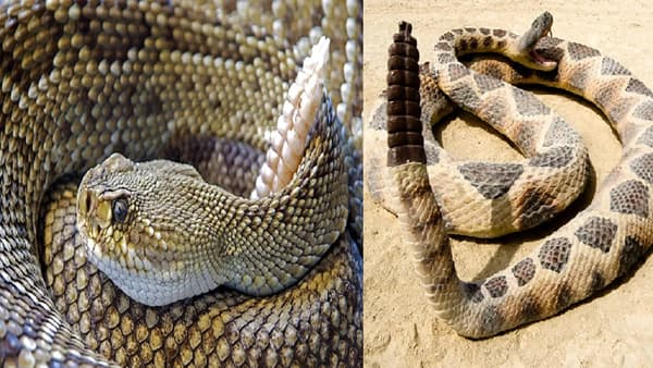 म्हणून साप शेपटीतून आवाज काढतो? कारण जाणून धक्का बसेल