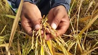 'आयसीएआर'कडून तांदळाच्या दोन नवीन जातींचा विकास, पाणी कमी लागणार.
