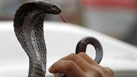उन्हाळ्यात ही झाडं ठरतात सापांचा अड्डा, तुमच्या आसापास असतील तर जपूनच उन्हाळ्यात ही झाडं ठरतात सापांचा अड्डा, तुमच्या आसापास असतील तर जपूनच