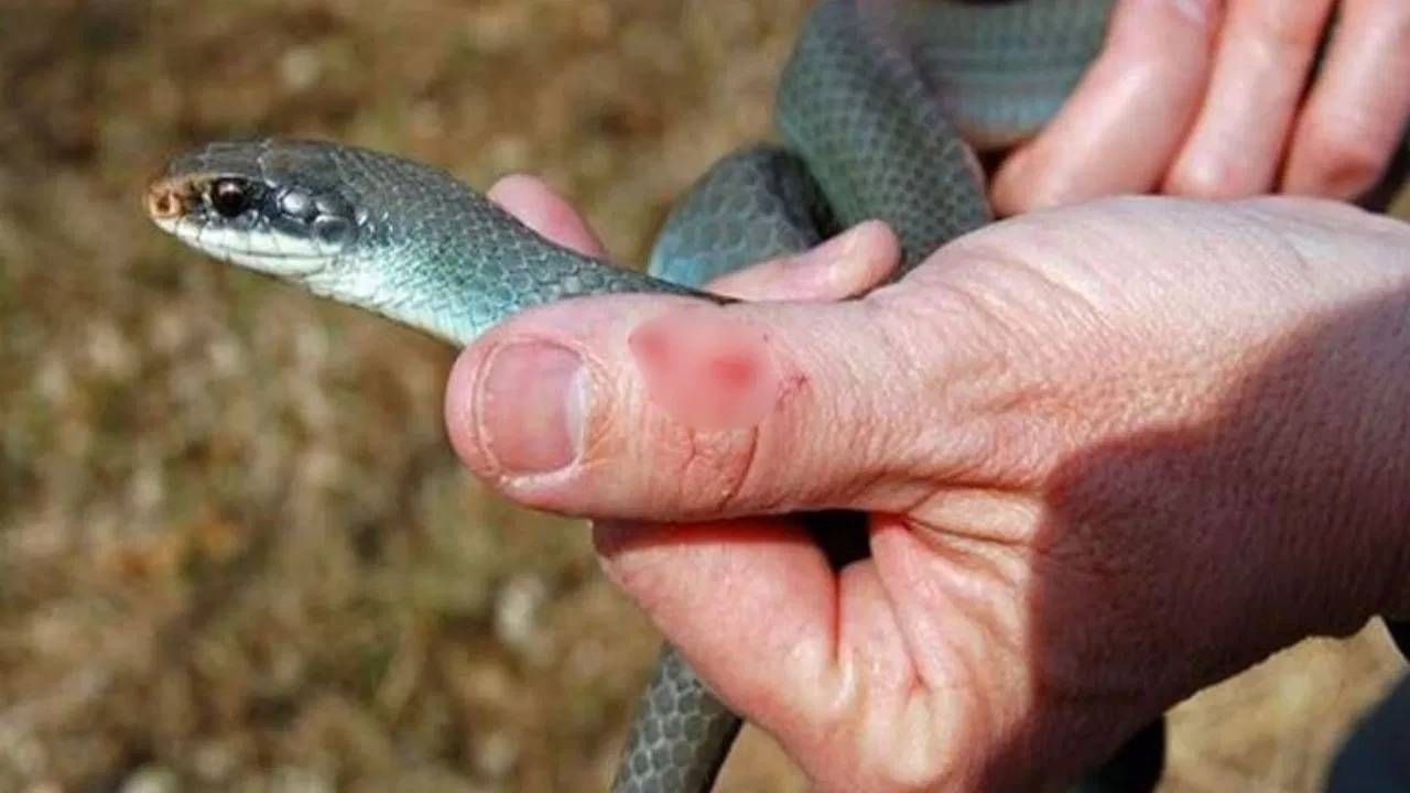 साप 38 वेळा चावला अन् पठ्ठ्या थेट करोडपती, नेमकी लॉटरी कशी लागली?