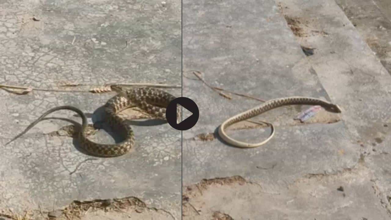 Video: सापासमोर नागिन धून वाजवली तर...? एका मुलाने केलेला प्रयोग कॅमेऱ्यामध्ये कैद, व्हाल चकीत