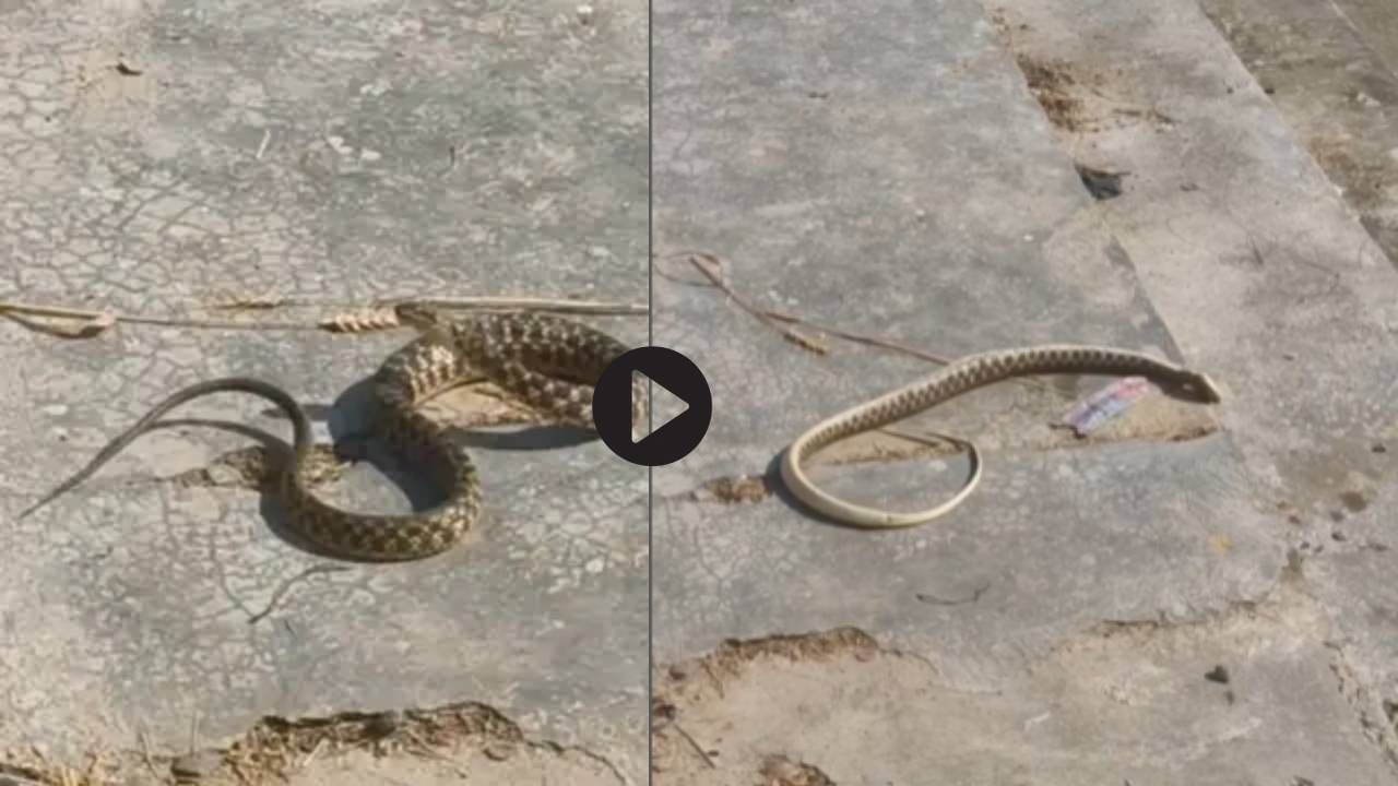 Video: सापासमोर 'नागिन धून' वाजवली तर...? एका मुलाने केलेला प्रयोग कॅमेऱ्यामध्ये कैद, व्हाल चकीत
