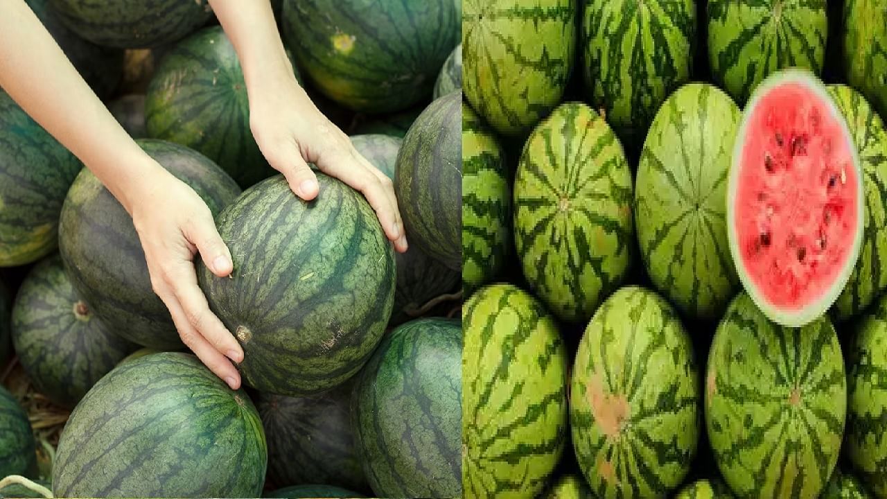 केमिकल पद्धतीने पिकवलेले कलिंगड कसे ओळखावे? 'या' 5 ट्रिक्स करतील काम