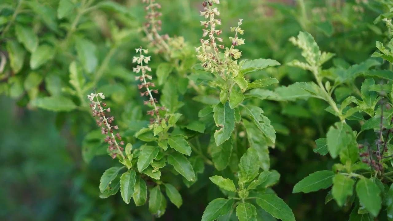 Vastu Tips : 'ही' पाच झाडं घरात लावा, कधीच भासणार नाही पैशांची कमी Vastu Tips : 'ही' पाच झाडं घरात लावा, कधीच भासणार नाही पैशांची कमी