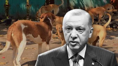 तुर्कीला शस्त्रांपेक्षा कुत्र्यांची सर्वाधिक भीती, टेन्शन इतकं की बलाढ्य देशाने घेतला हा निर्णय...