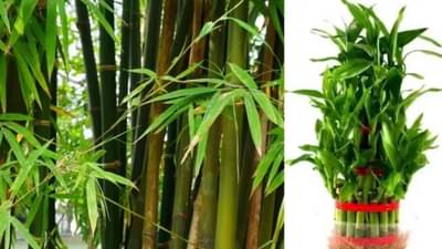 Vastu Tips: बांबूचं झाड या दिशेला लावा, आयुष्यातील आर्थिक चणचण होईल दूर...